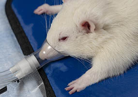 white laboratory rat receiving isoflurane anesthesia 